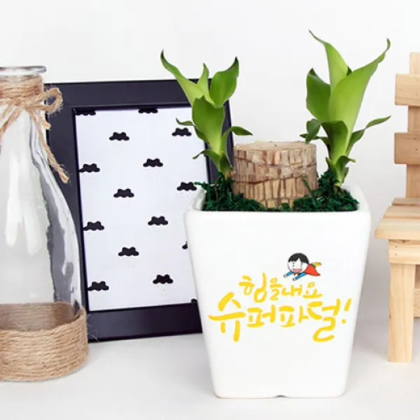 [예약배송] 어버이날 선물 부모님께 메세지화분, 스투키, 05.힘을내요슈퍼파덜