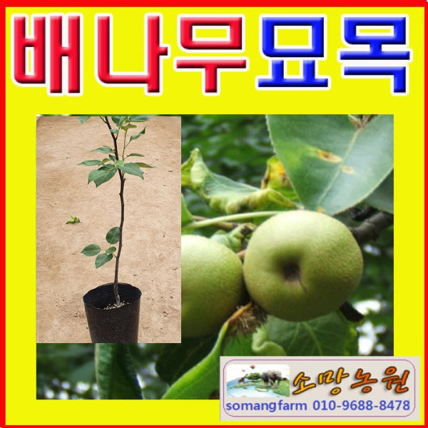 (D소망)배나무묘목 접목1년(포트)3그루(3품종 선택형)