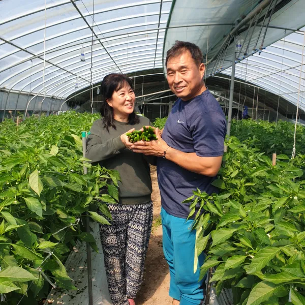 밀양 미인풋고추 미인고추 500g 1kg 특품 1개