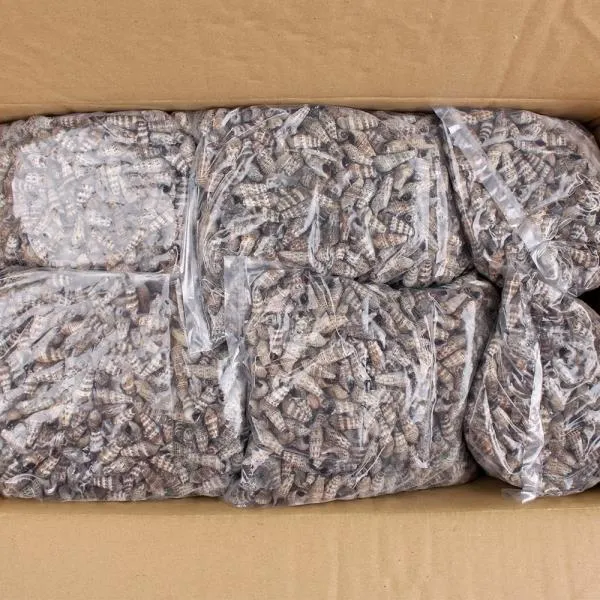 자숙갯고동 10kg /Jfe 71455 골뱅이 다슬기 냉동갯고동 냉동다슬기 요리용골뱅이 단일상품