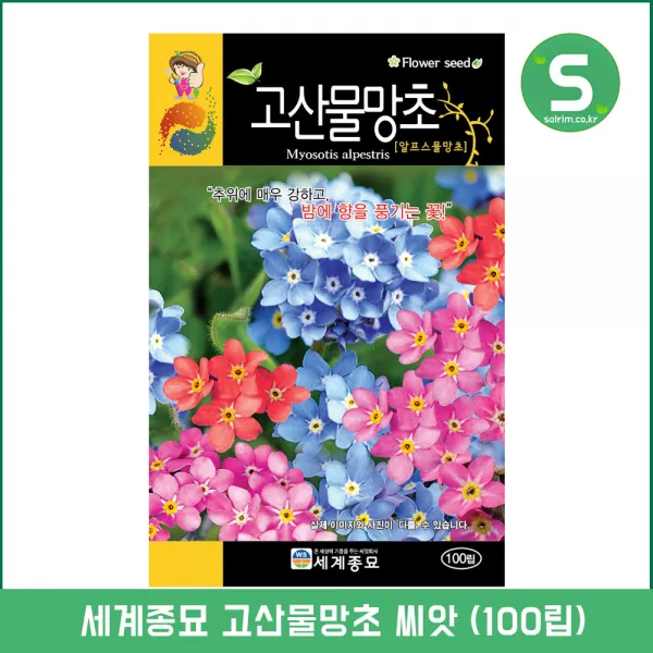 고산물망초씨앗 100립 고산물망초 꽃씨앗 물망초