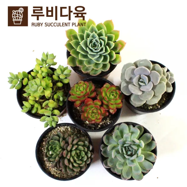 루비다육 [루비다육]중형다육6개_6번세트/짱짱한 다육식물/다육이/선인장/미니화분/분갈이, 1개, 사진참조