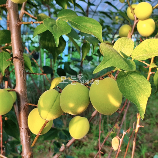 모든원예조경 왕매실나무 묘목(결실주) R3 분묘