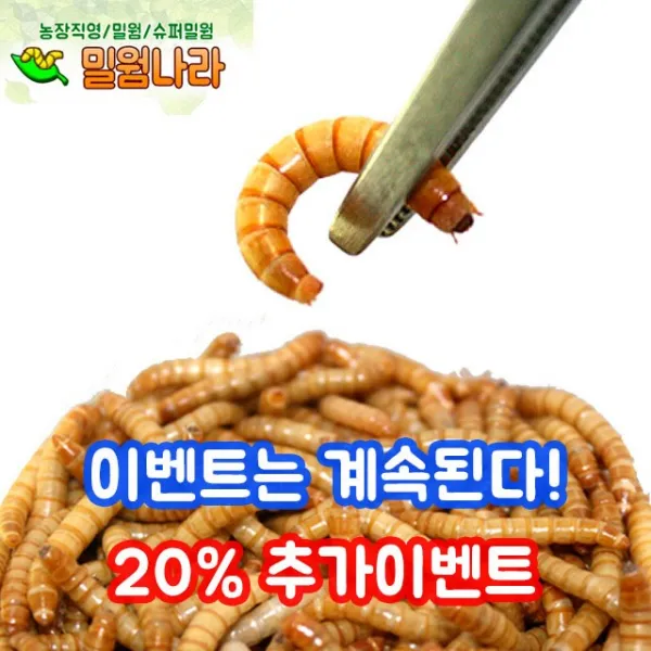 밀웜나라 주문수량에 20% 더 드려요 살아있는 밀웜, 100마리