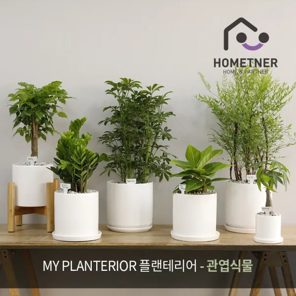 인테리어식물 실내공기정화식물 홈가드닝 집들이선물 개업 거실 인테리어화분, 1개, 1_2 산세베리아 극소