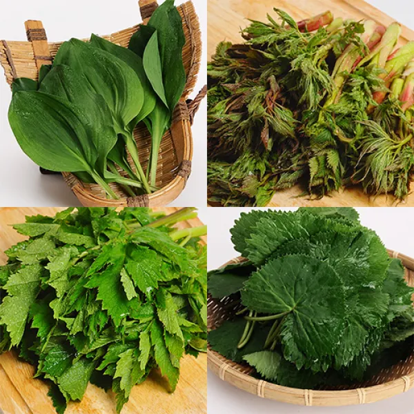 누리원 [산지직송] 지금이 제철! 봄나물 산나물모듬, 1박스, 눈개승마 1kg