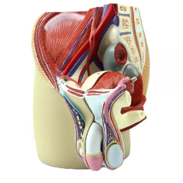 남자 생식기 내외부 관찰 인체모형 인체해부 인체수업도구