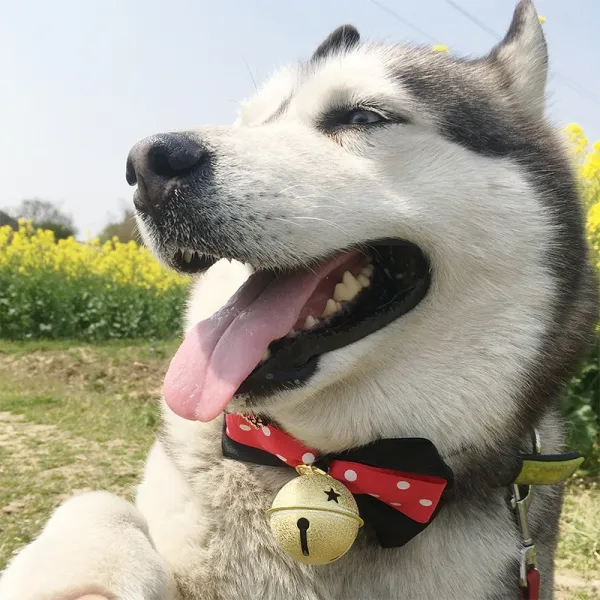 반려동물용목걸이 강아지 넥타이 애완동물 장식품 수공 목걸이 방울 리본칼라 개대 생일선물, C02-XL-초대형