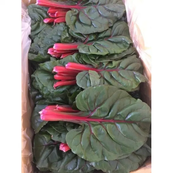 적근대 (2KG) 홍근대 특수채소 쌈야채 샐러드야채