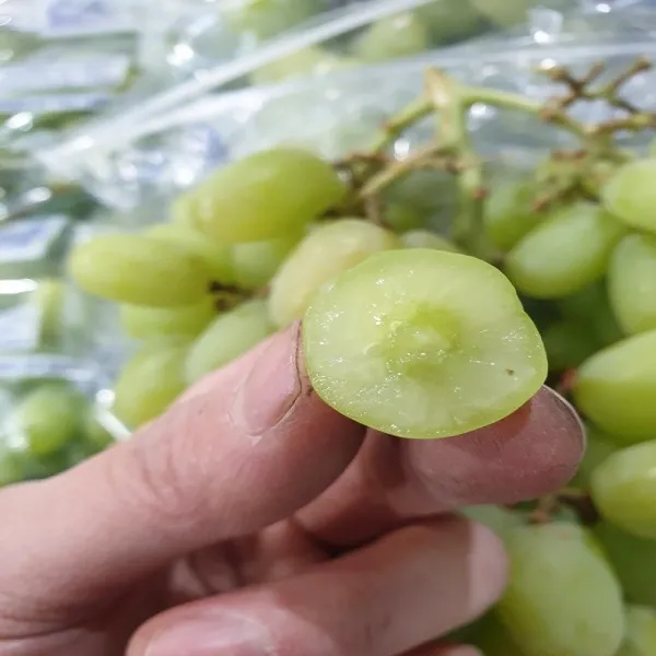 가람상점 씨없는 포도 샤인머스켓 크림슨적포도 애플청포도 블랙사파이어 1kg 2kg 3kg 4kg 8kg, 1개, 수입 애플청포도 1kg