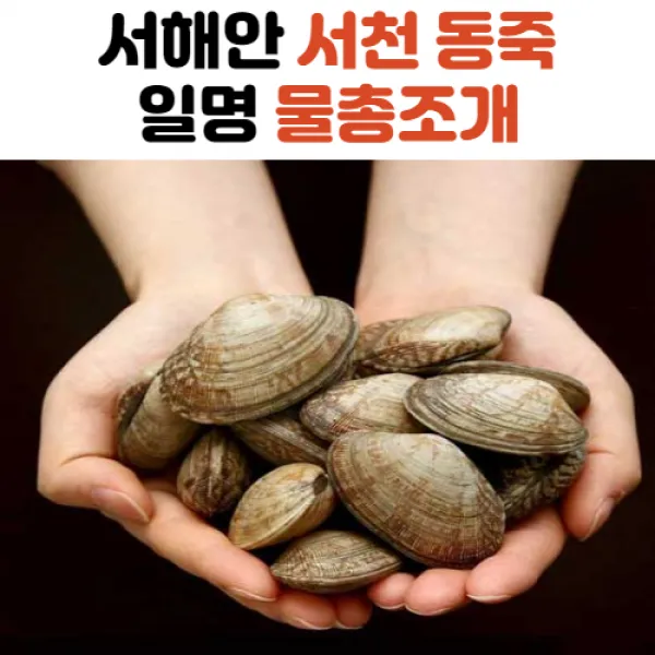 당일해감 서천 동죽 물총 조개 1kg 2kg 3kg 5kg