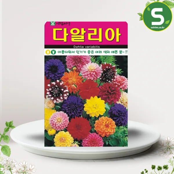 다알리아씨앗 100립 다알리아 네델란드 꽃씨앗 꽃씨
