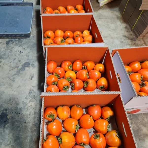 감, 대봉감,대봉 특과10kg~16kg, 생산자직판,도매가격,KBS인간극장출연농부, 지리산농부,지리산똑순이