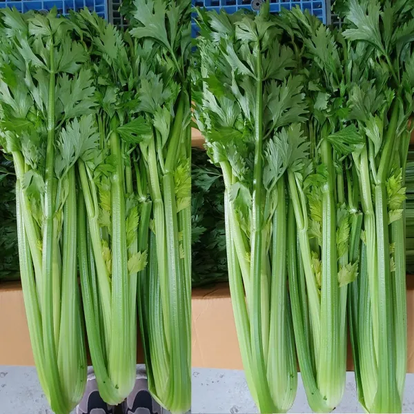 국내산 셀러리 10kg 5kg 3kg 1kg 샐러드 샐러리, 02. 셀러리 3kg내외