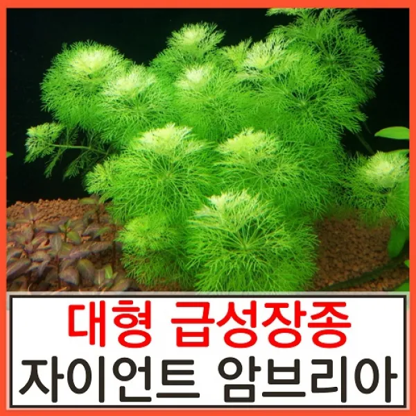 수초하우스) 자이언트암브리아(급성장종) 수초, 6줄기
