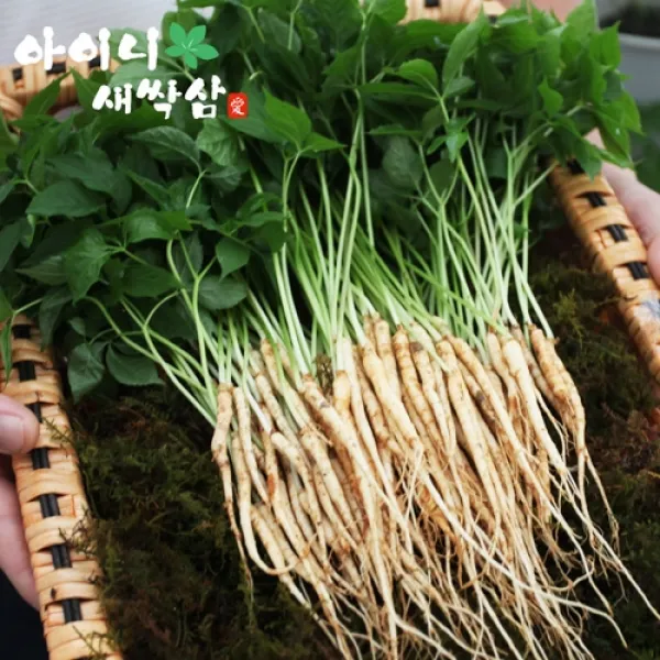 아이니 새싹삼 2~3년근 특대 50뿌리 [선물포장가능], 1box, 고급 부직포가방