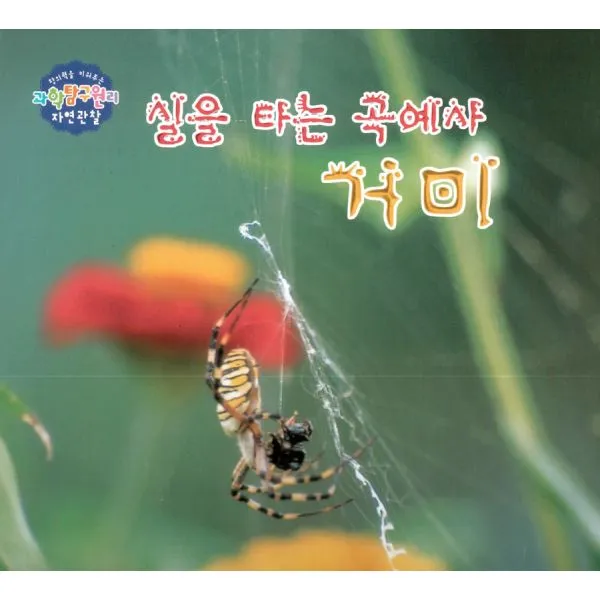 실을 타는 곡예사 거미, 세종
