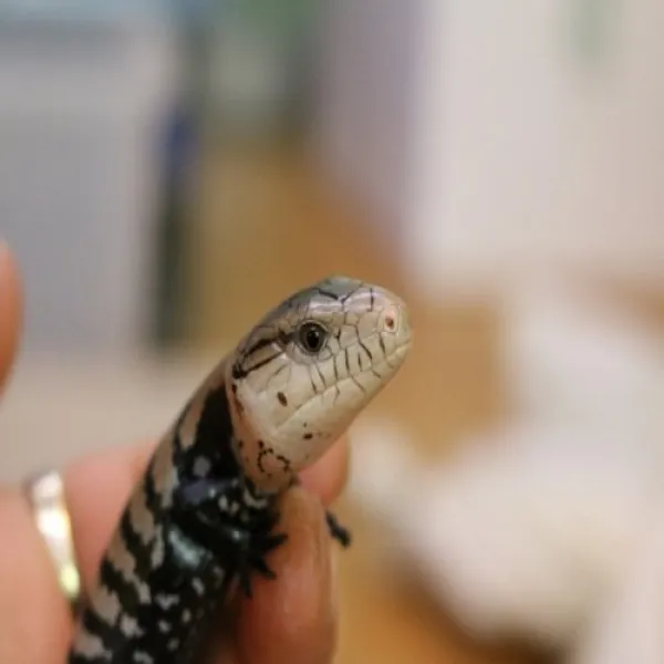 뉴런 할마헤라 블루텅스킨크 베이비~아성체