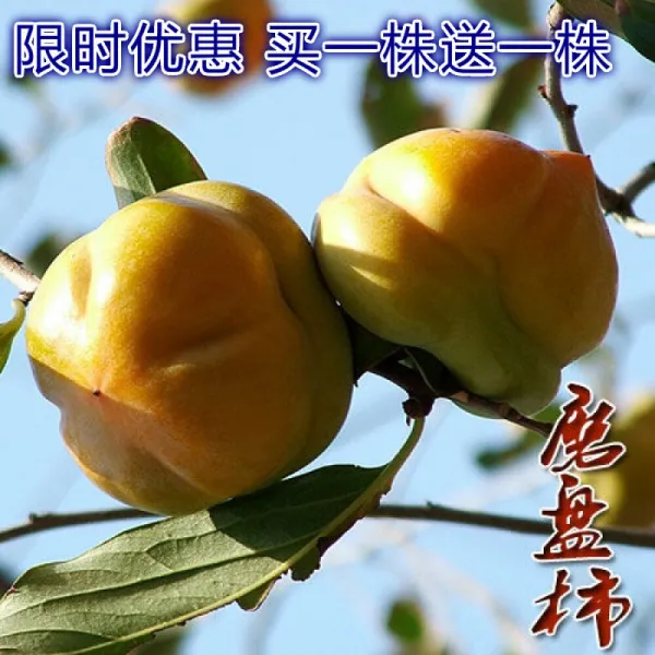  1 + 1 감 나 무 를 일본 의 단감 분지 에 접목 하여 심 은 남북녘 재배 특대 핵 이 없 던 해 에 감 나 무 를 심 었 습 니 다 즉석식품 6 년 동안 모 를 한 그루 더 사서 한 그루 더 드 립 니 다.