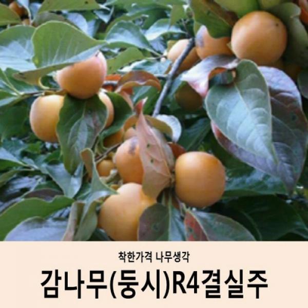 착한가격 나무생각 감나무(둥시)R4결실주