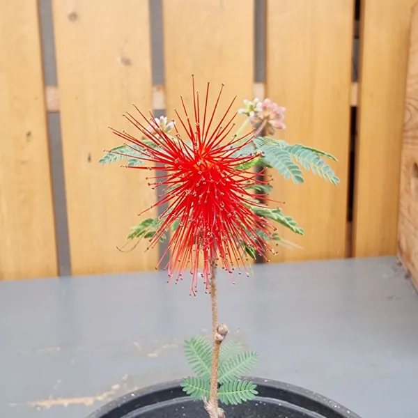 가꾸다 홍자귀나무 소품 