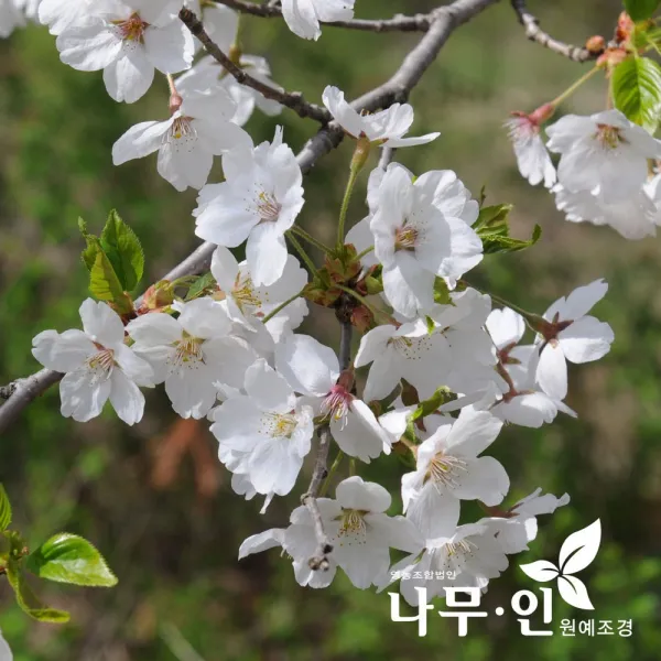 [나무인] 산벚나무 묘목 특묘 5그루