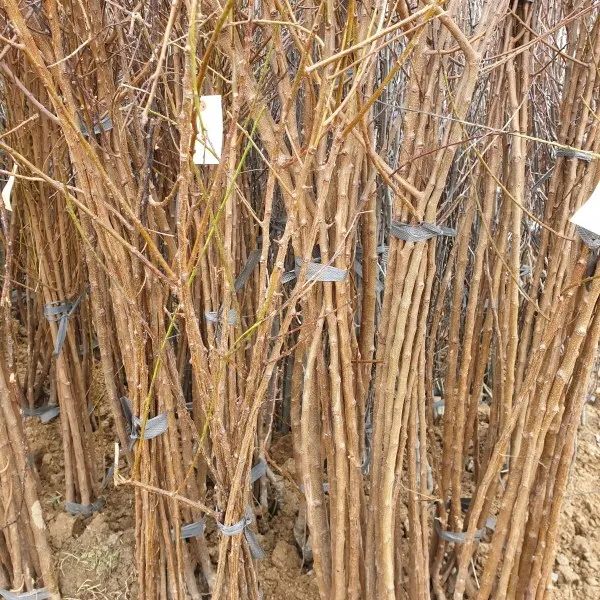 연세원예 살구나무 접목1년 묘목