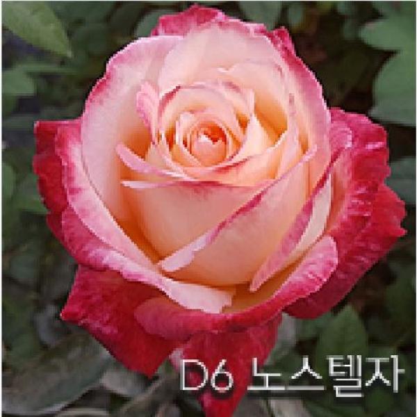 금강원예 장미묘목 사계명품땅장미 D6 노스텔자