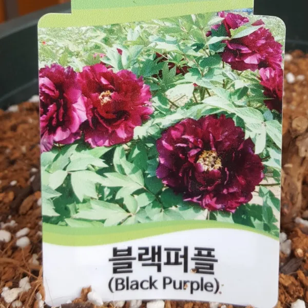 가꾸다 모란 목단 1개 블랙퍼플