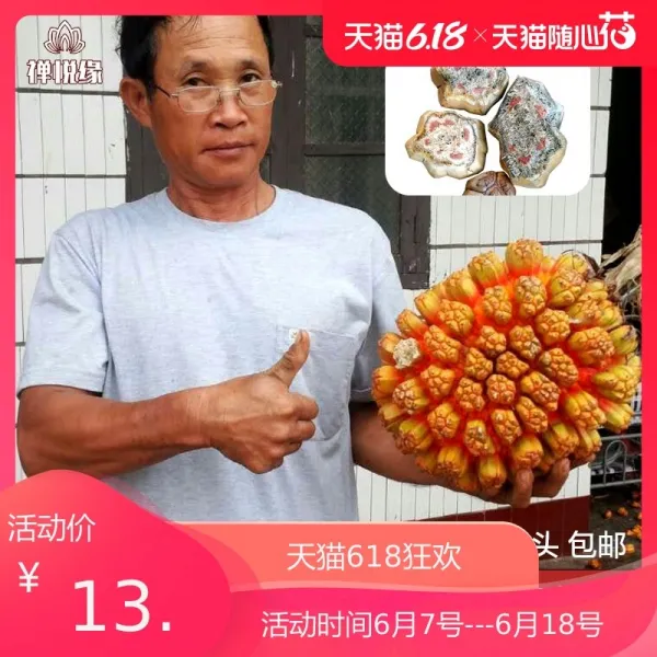 망홍동선열연 19년 신통한 정과적혈 연화원씨 모재 피 보리자 단 한 알 야생