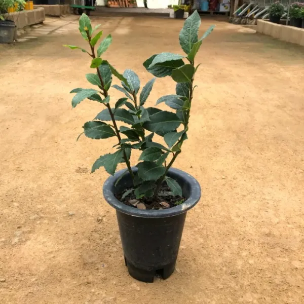 [활엽수] 월계수나무 18cm 화분 묘목