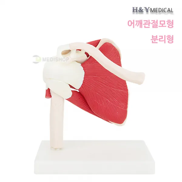 4D Anatomy 어깨관절모형_분리형_견갑골 뼈 인대 힘줄 라이프사이즈 XC-109A, 1개