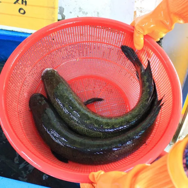 국내산 가물치 3kg민물고기백화점, 1개, 가물치 3kg(활어)