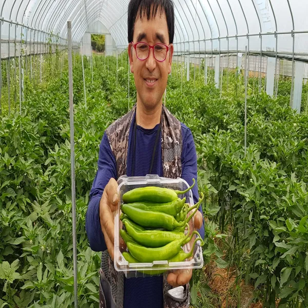 양심농부 미인고추 1개 1200g