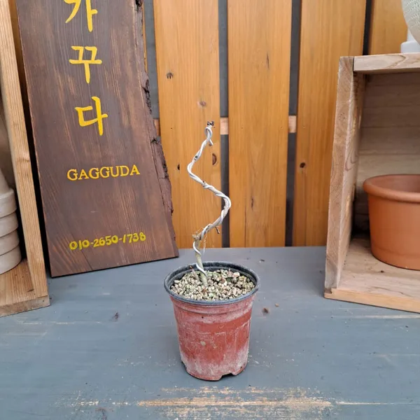 가꾸다 미스김라일락 소품분재 