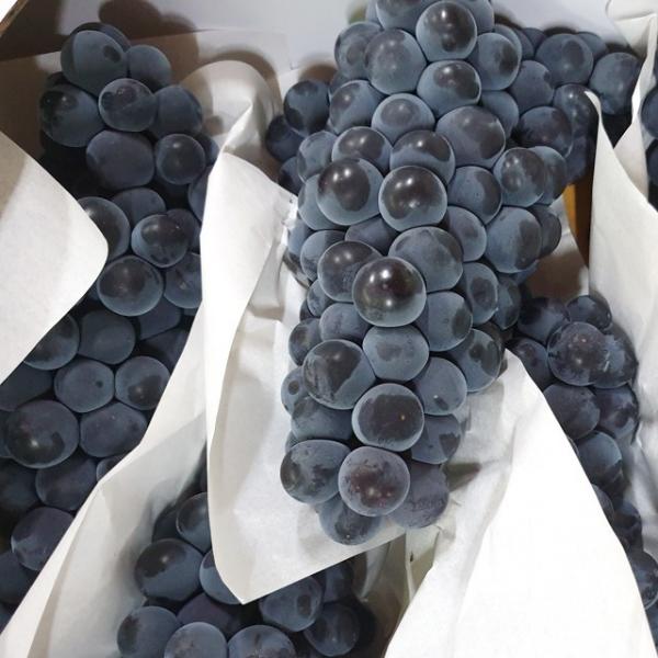 고당도 제철 캠벨포도 1~3kg 프리미엄 특등급 상주 모동 모서 봉지 노지 하우스 김천포도