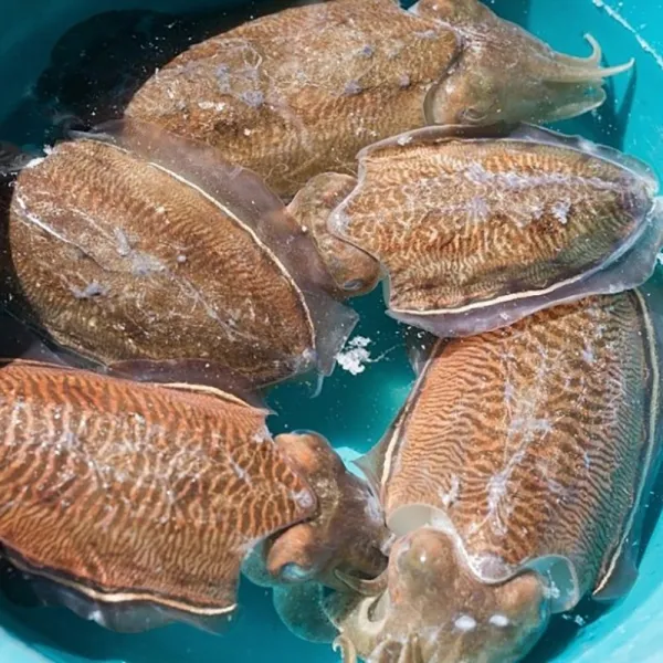 대감댁 국내산 태안 군산 생물 갑오징어 1kg 횟감 오징어회 숙회 통찜