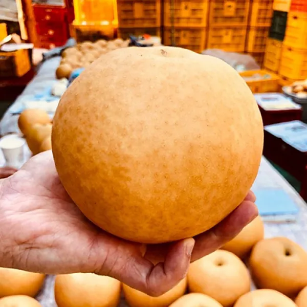 [농장직송] 과즙줄줄 남양주 먹골배 신고배 7.5kg 과수 선택 필요, 선물용 가정용 먹꿀배 햇배 과일배, 가정용7-11개입, 7.5kg