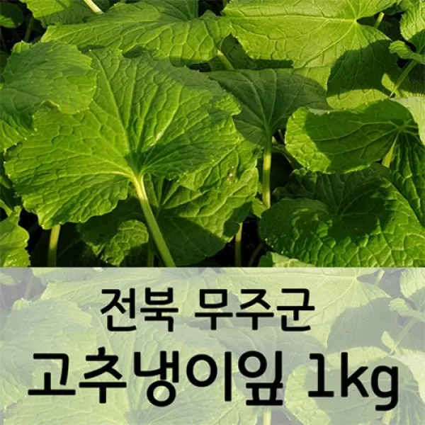 전북 무주군 고추냉이잎 와사비잎 쌈채소 1kg 1개