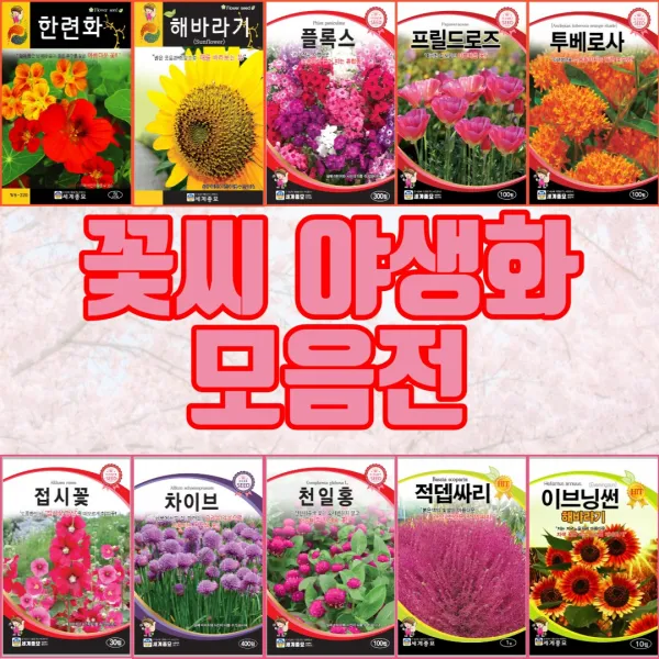 꽃씨 야생화 꽃씨앗 80여가지 분꽃 과꽃 키우기 /봄 여름 가을 화단가꾸기 종자 씨앗 플록스300립