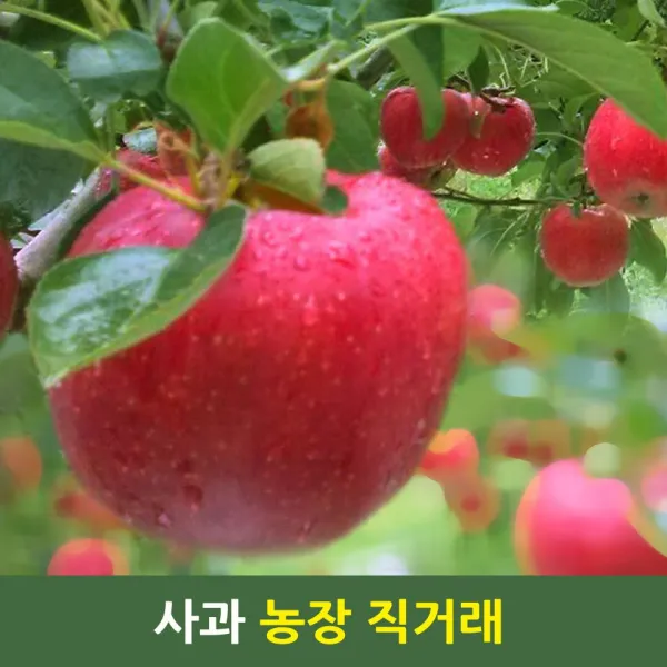 거창 미시마 사과 햇 꿀 부사 5kg 10kg 흠집 가정용 할인판매, 1box, 5kg 중대과 ( 14~16)