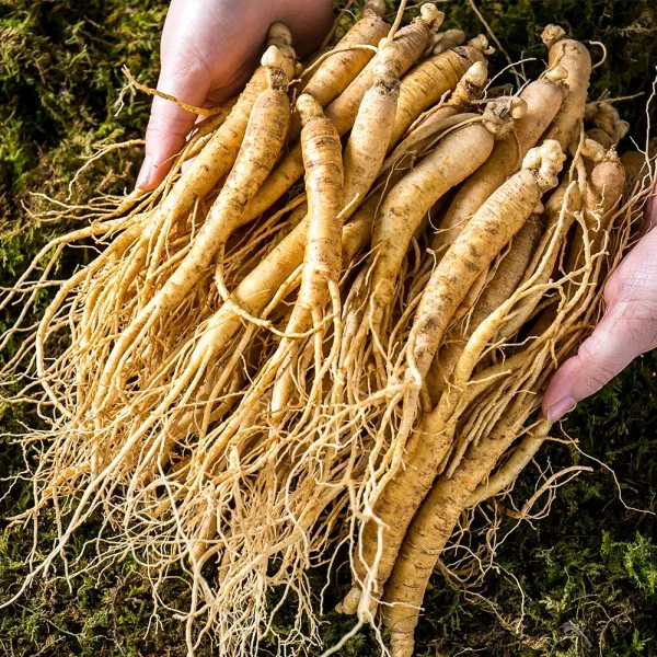 금산백년가족 인삼 무세척 삼계용 수삼 소 750g, 1팩