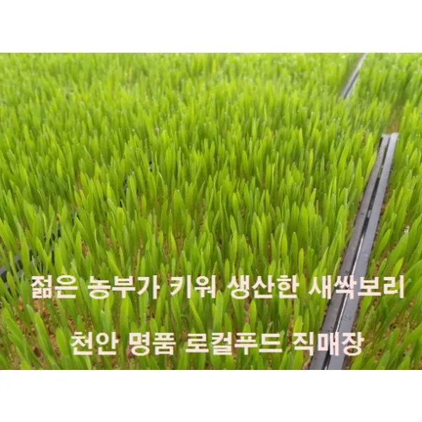 [천안 명품 로컬푸드] 농어민 후계자 직접 가공판매 새싹보리 (거품 쏵 쏵 빼서 드림 ), 50g