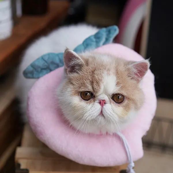 고양이 치욕 튜브 엘리자 화이트 권고양이 소프트 천목걸이 목토시 방지 핥다 불임 뒤용품 큐트 넥 워머 신축 끈타입 수밀도 L적합 713근