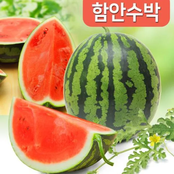 경남 함안 월촌마을 (인빌푸드)반할 수박에 꿀 함안수박 6kg