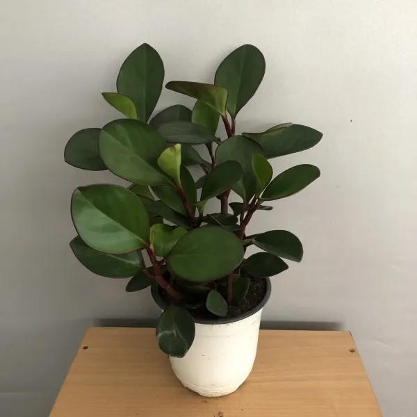  희희낙락플라워 홍페페 중품