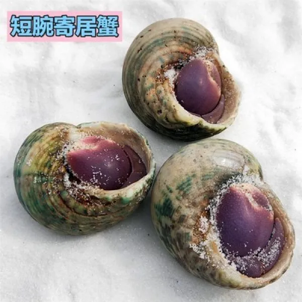 기생게 딸기 회백 반 팔 민물 기거 게 애완동물 관상 망 홍 소 총살 생체초대, 쇼트 45센치