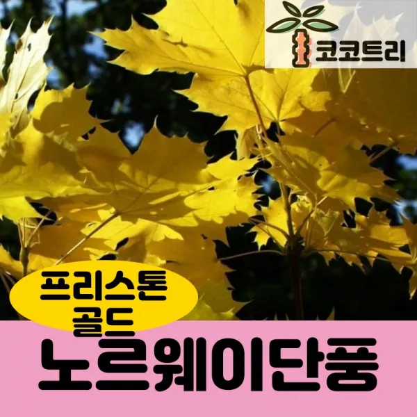 [코코트리] 노르웨이단풍 묘목, 1개, 노르웨이단풍 (프리스톤 골드) 접목1년 키100cm내외 화분
