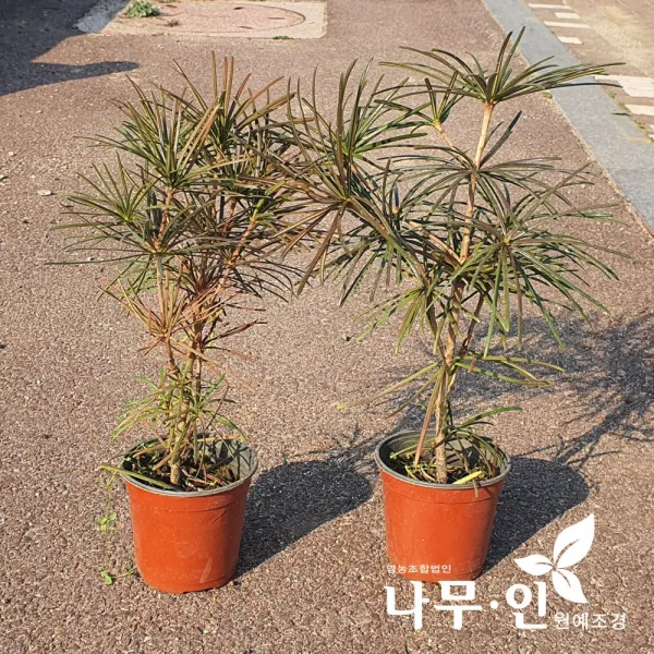 [나무인] 금송 8년생 포트묘목