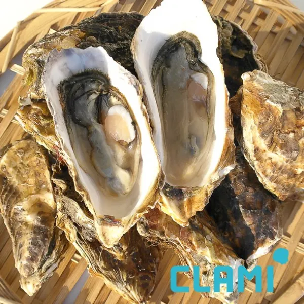  클래미 자연산 석화 1kg 1box 8kg